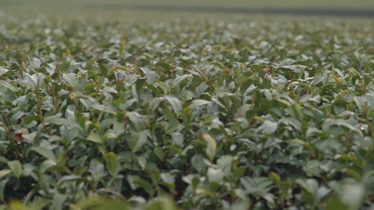 绿茶植物视频素材
