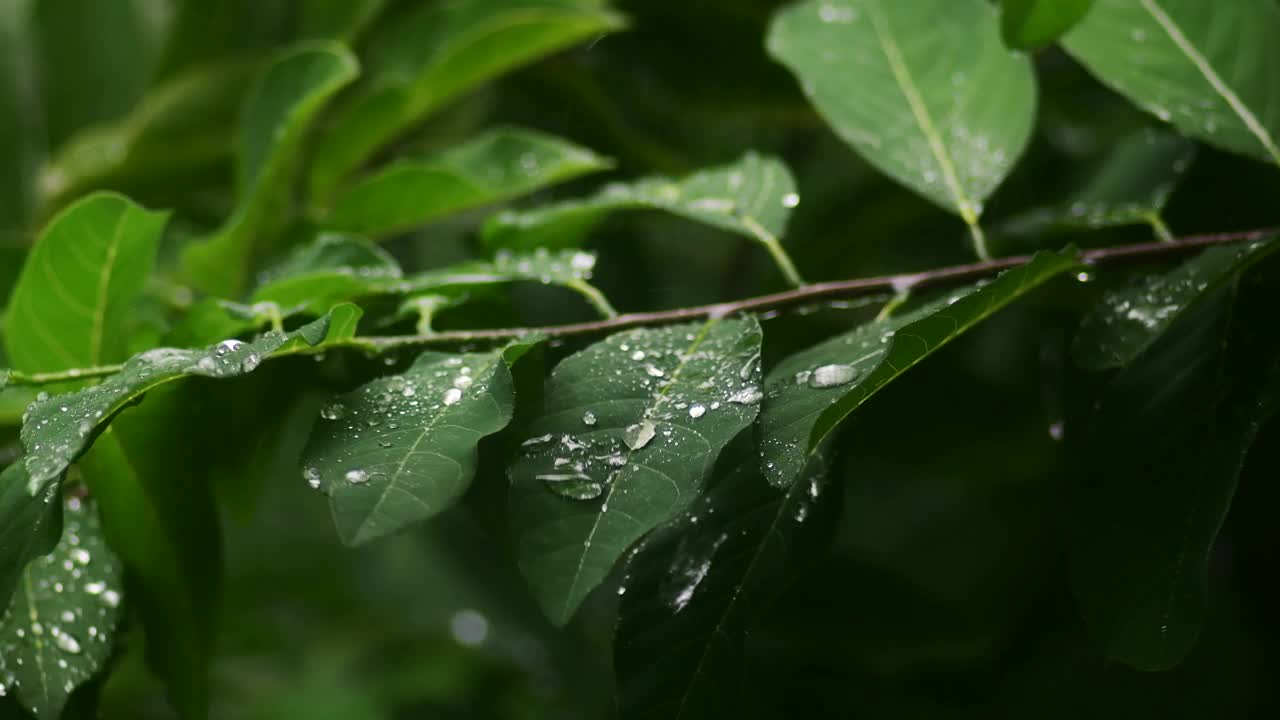 雨季，雨滴落在绿叶上视频素材