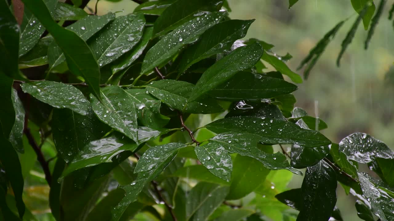雨季，雨滴落在绿叶上视频素材