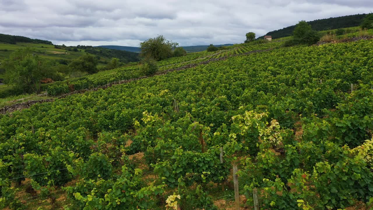 法国勃艮第的葡萄园视频素材