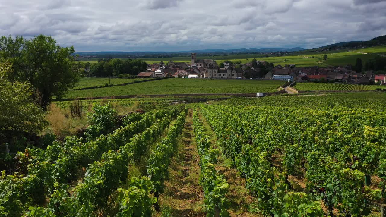 法国勃艮第的葡萄园视频素材
