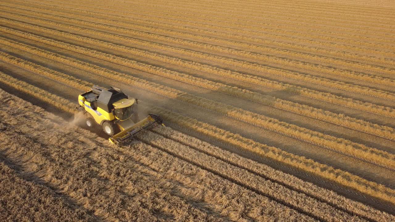 夏季收获小麦的联合收割机视频素材