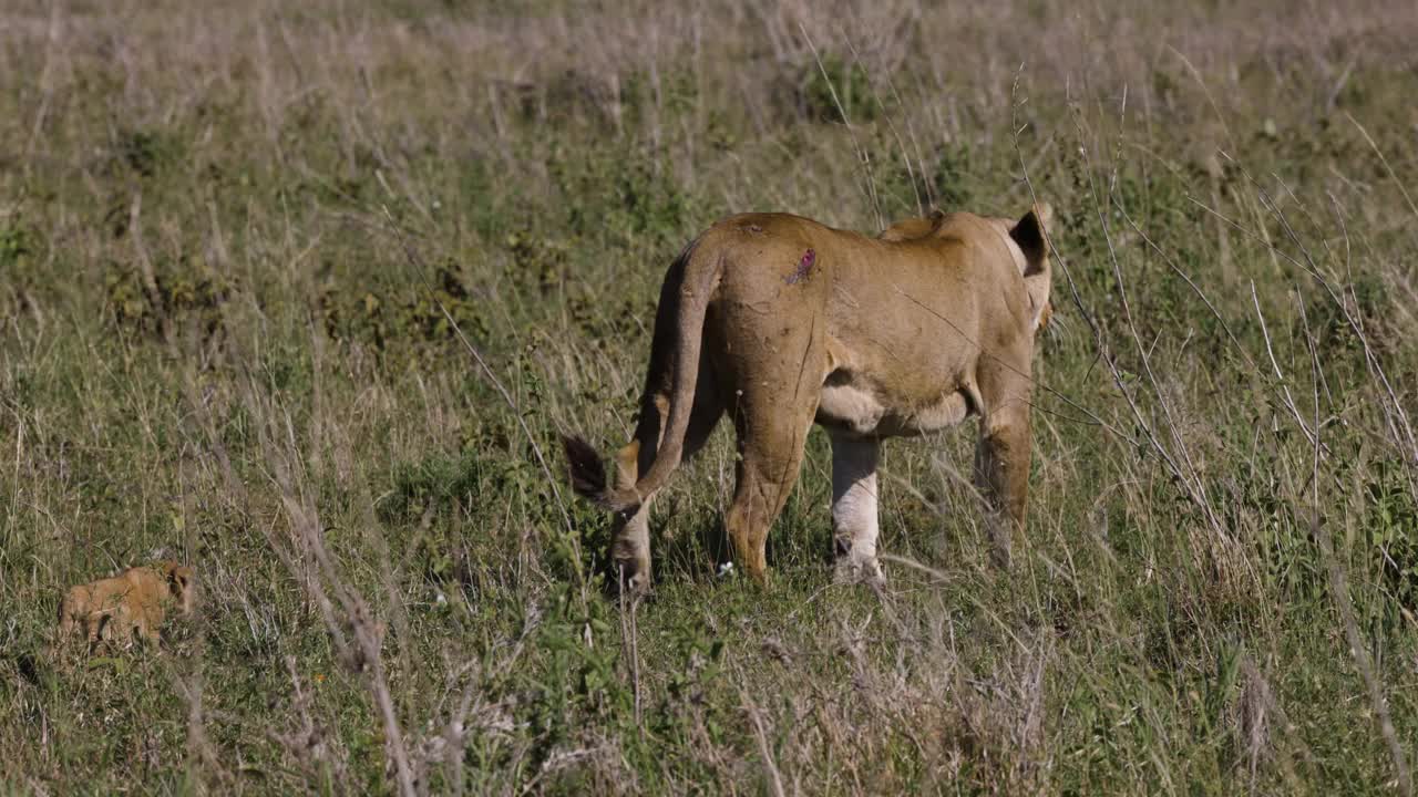 在非洲大草原上，母狮与一只非常可爱的幼狮一起行走视频素材