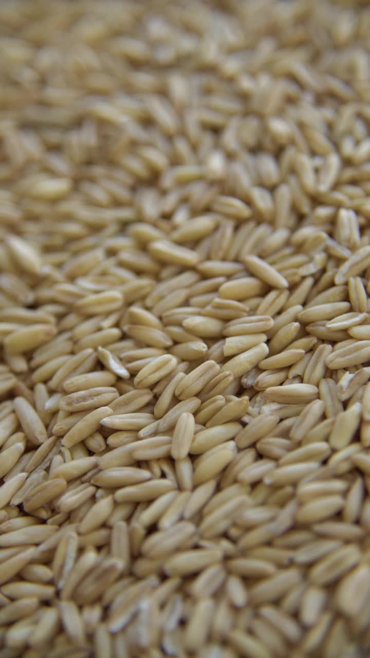 小麦谷物视频素材