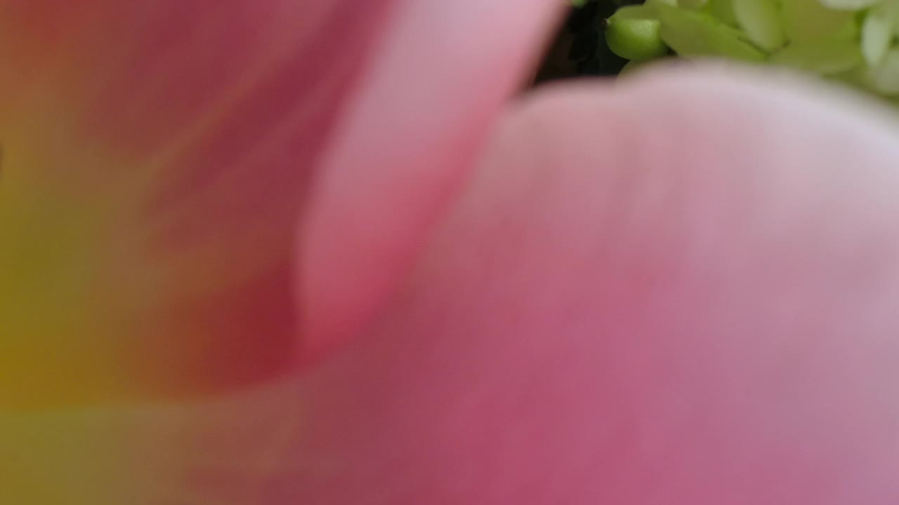 多莉微距拍摄的美丽盛开的花朵的特写。视频下载