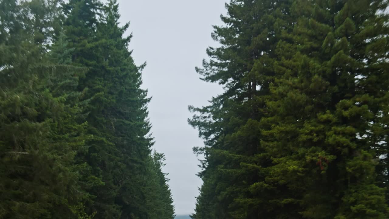 俄勒冈州101号国道上浓密树木之间的阴天视频下载