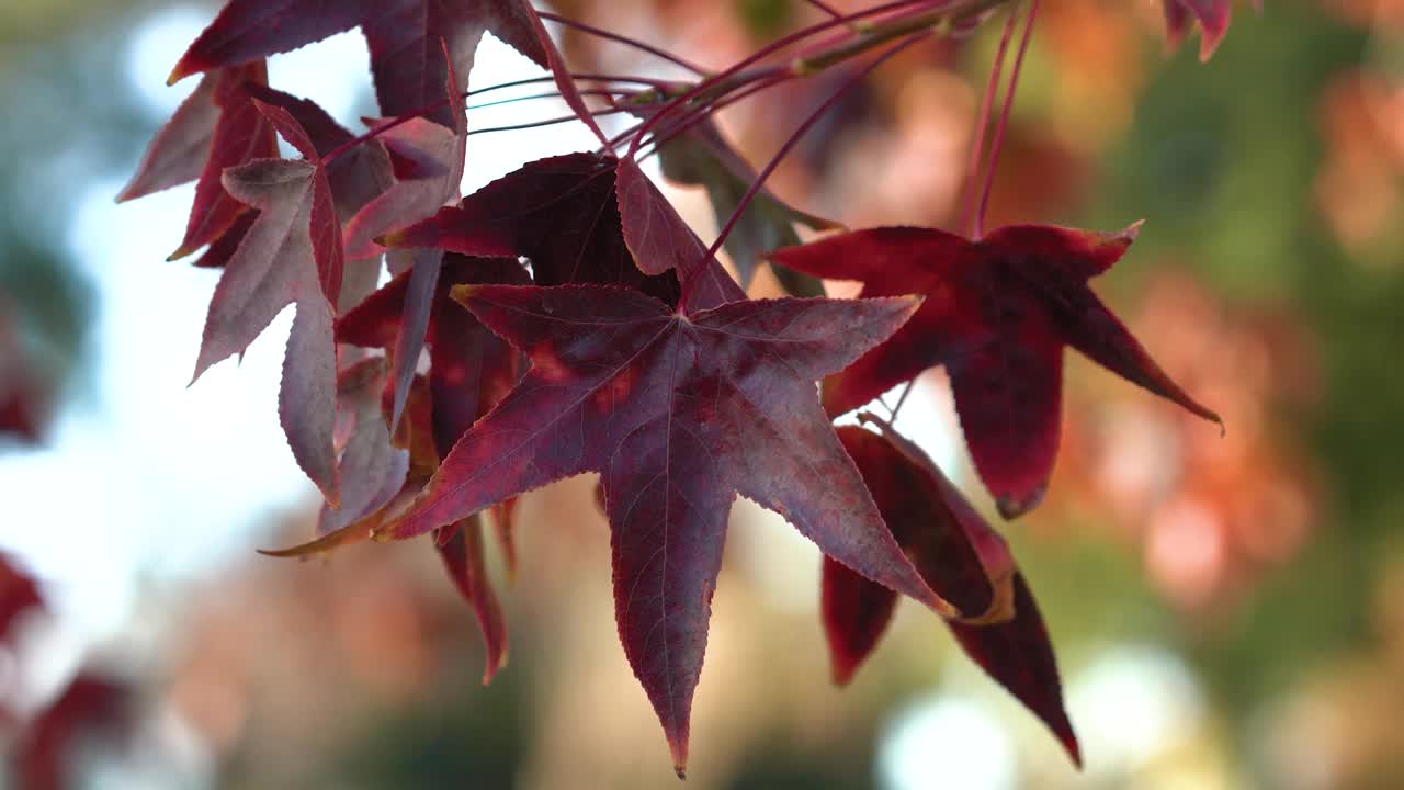 树枝上的枫树有着红色的秋叶，阳光明媚的秋天花的背景视频下载