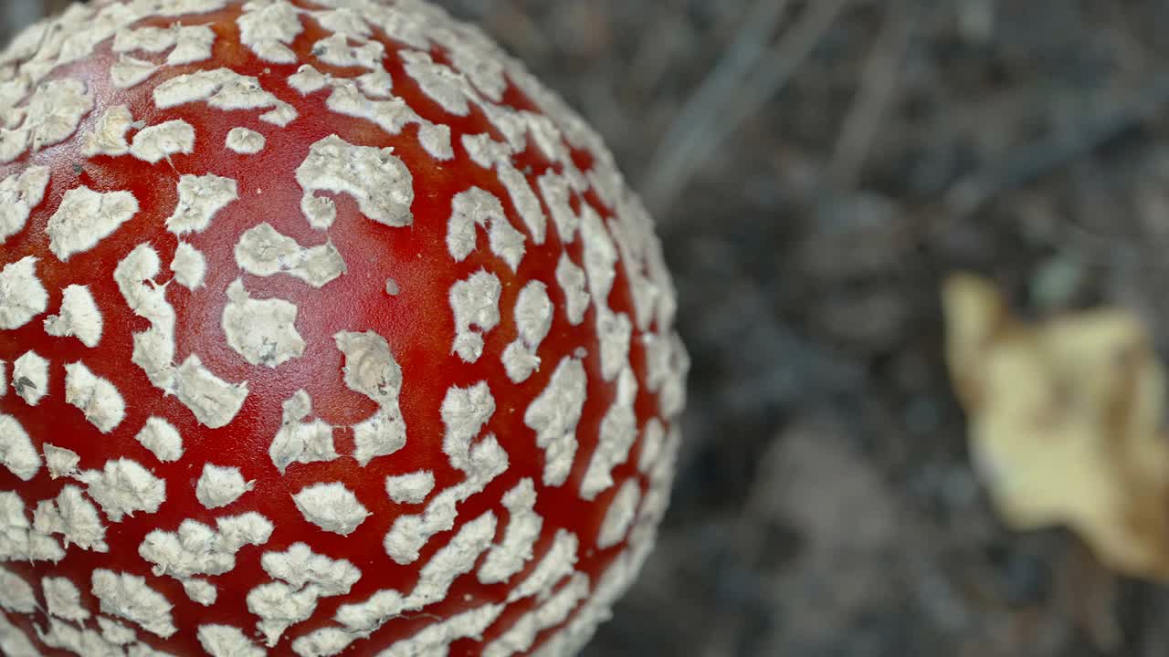 俯视图的苍蝇木耳蘑菇在爱沙尼亚视频素材