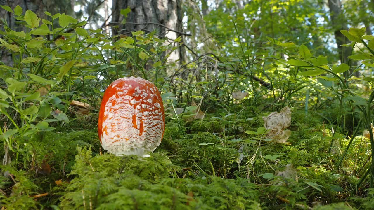 爱沙尼亚森林里一种危险的蘑菇视频下载
