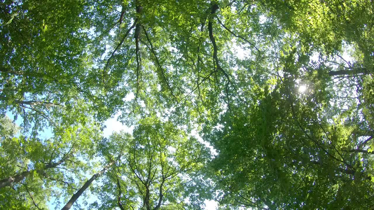 美丽的橡树林在春天，底部视图视频下载