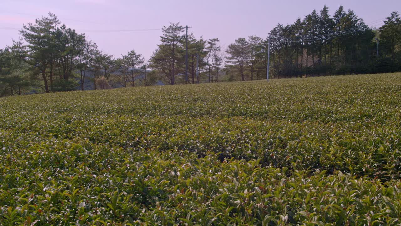 绿茶植物视频素材