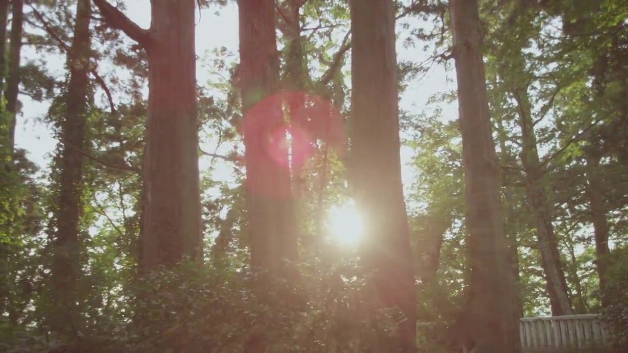 阳光透过树木闪烁视频素材