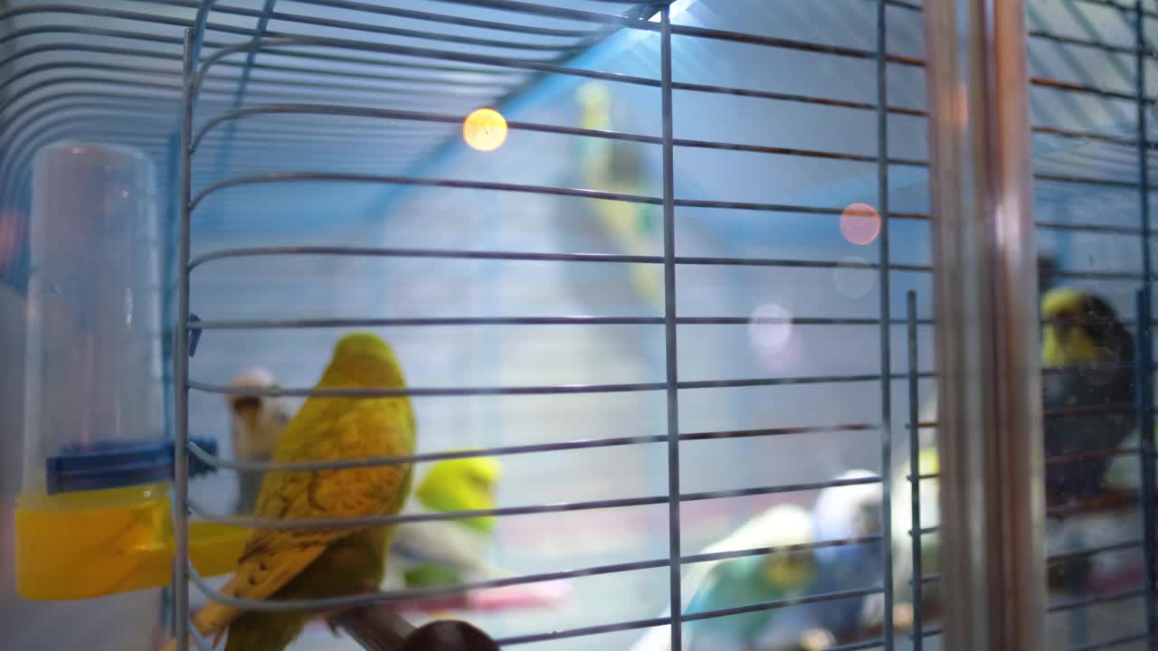 许多五颜六色的长尾小鹦鹉在一个小鸟笼里视频素材