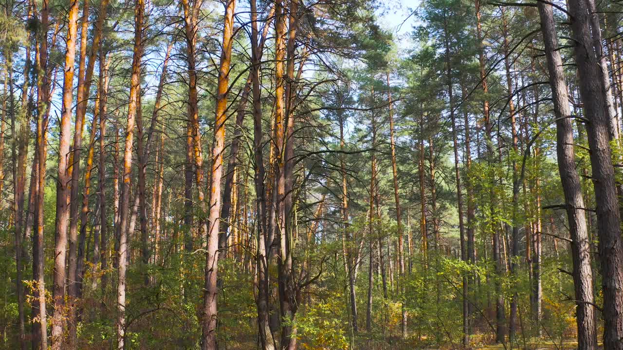 在一个阳光明媚的日子里，松林里的季节从秋天到冬天的变化。镜头缓慢地进入森林深处。视频素材