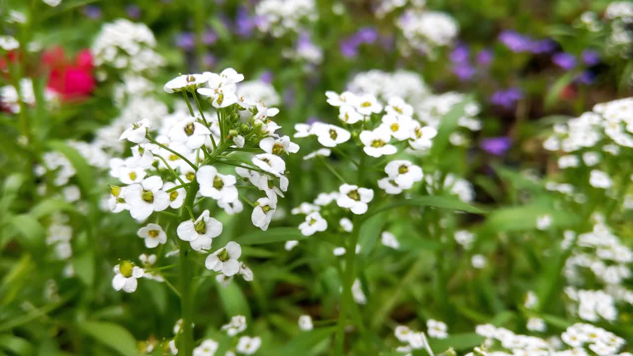 花园中白色开花植物的美丽景色。用于医药和香水的有用植物视频素材