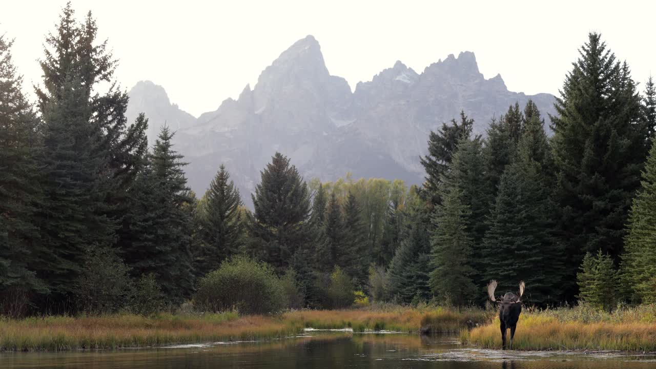 WS 4K拍摄了一只巨大的公驼鹿(Alces Alces)通过一个池塘接近相机，背景是提顿山脉视频素材