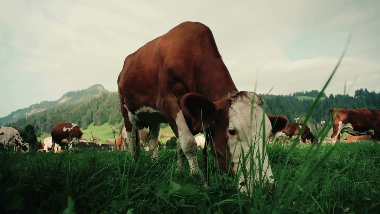 在农场里，从围栏里放走了一群漂亮、整洁的奶牛视频素材