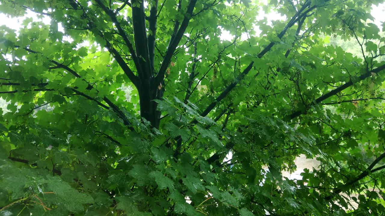 雨落在树上的绿叶上视频素材