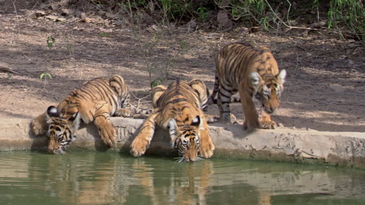 三只小老虎坐在边上，一起喝水视频下载