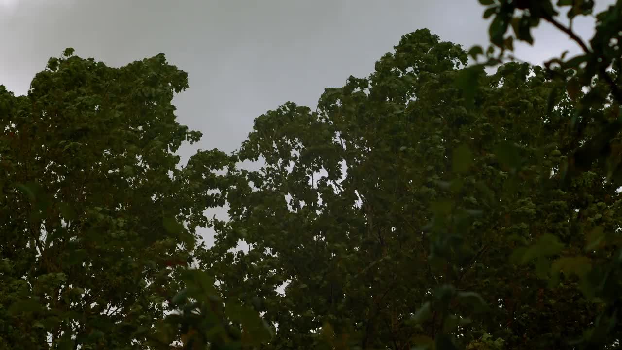 大自然美丽的拍摄，树木都被强风吹动着。视频下载