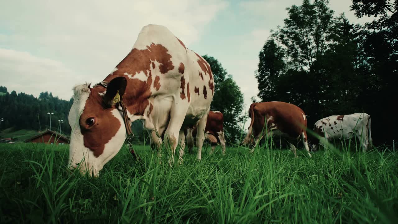 奶牛在牧场家畜视频视频素材