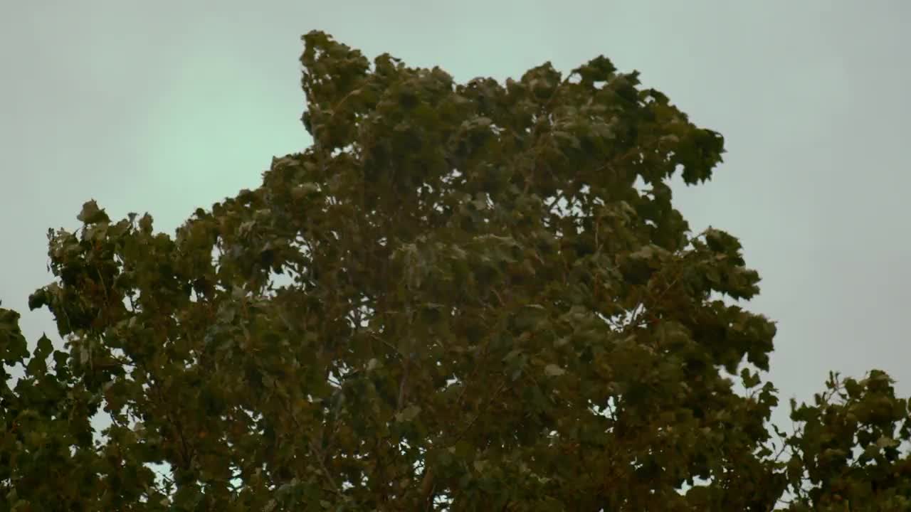 当飓风接近森林时，树木在风雨中摇摆视频下载