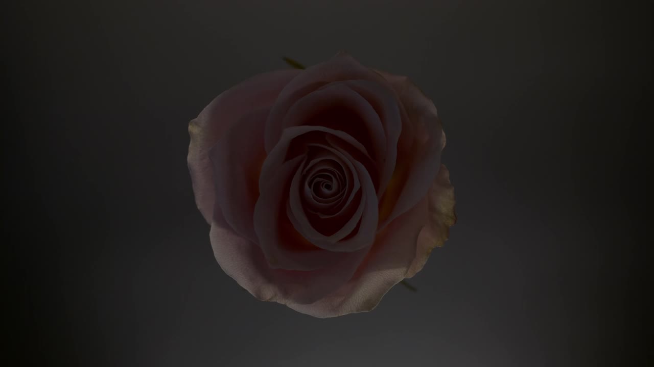 在黑色的背景上，光线在浅粉色的玫瑰上暂时闪耀视频素材