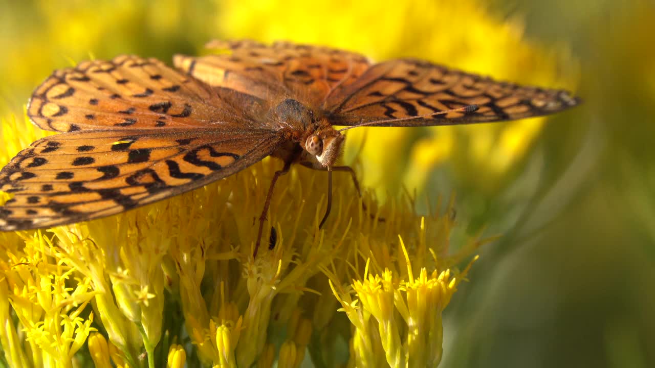 科罗拉多州利特尔顿兔丛上的橙色阿佛洛狄忒蝴蝶视频下载