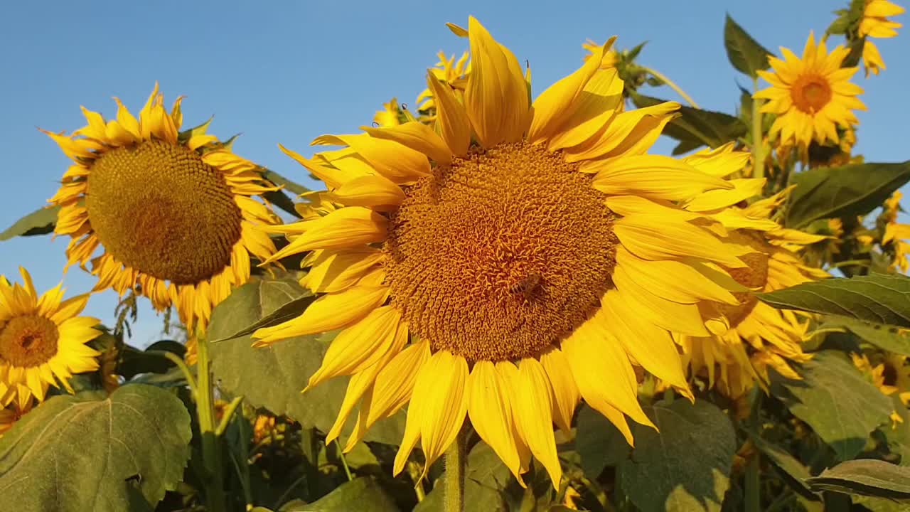 蜜蜂在田野里成熟的大向日葵上视频下载