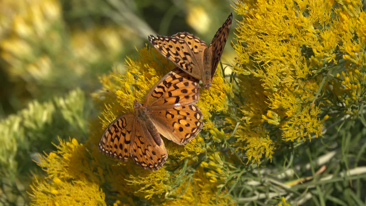科罗拉多州利特尔顿兔子丛上的橙色阿佛洛狄忒蝴蝶视频下载