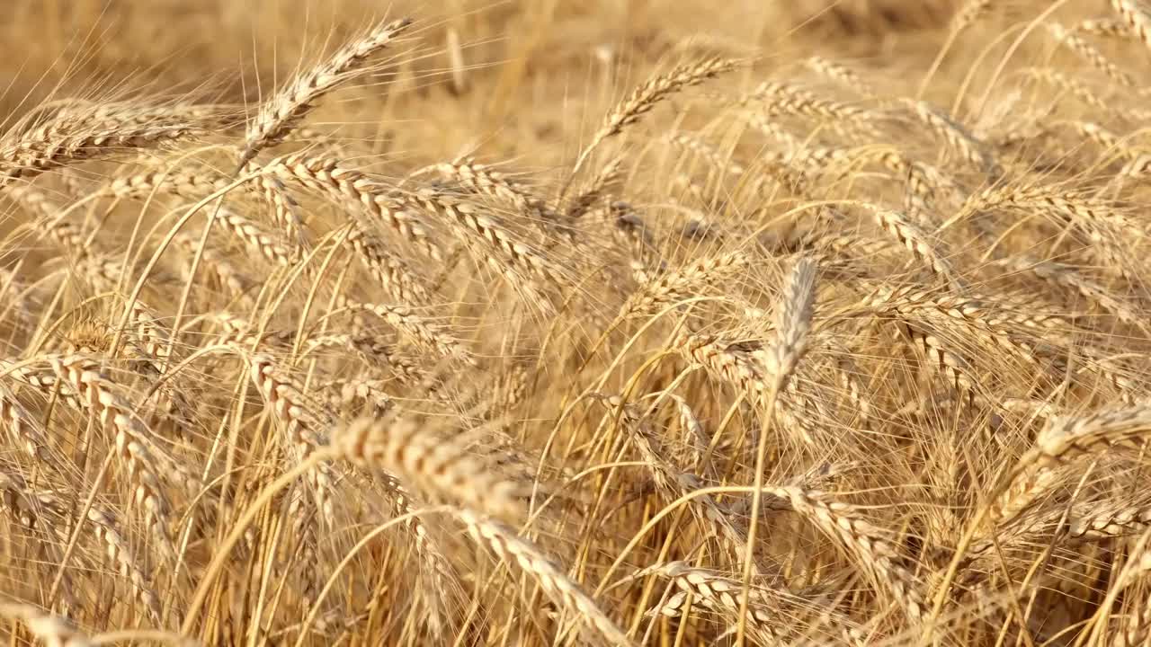 夏日夕阳下的麦田。金色的麦穗在强风中飘动视频素材