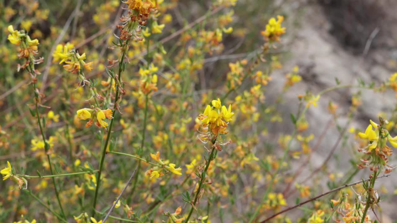 黄色的花朵视频素材