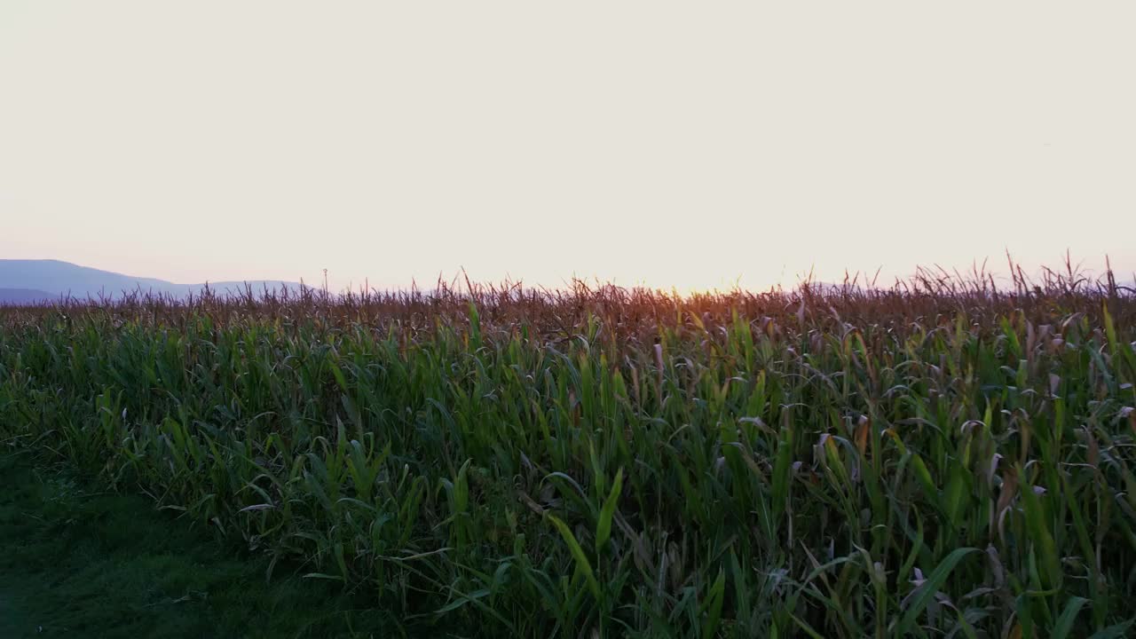 即将收获的干玉米地。日落视频素材