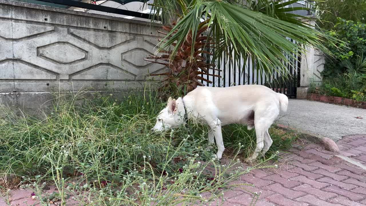 白色的狗吃草视频下载