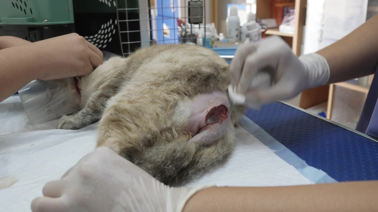 一位兽医正在治疗一只受伤的猫。视频下载