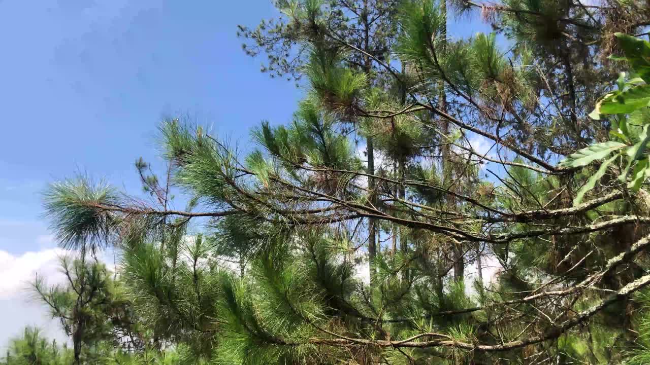 森林里竹竿后面的蓝天视频下载