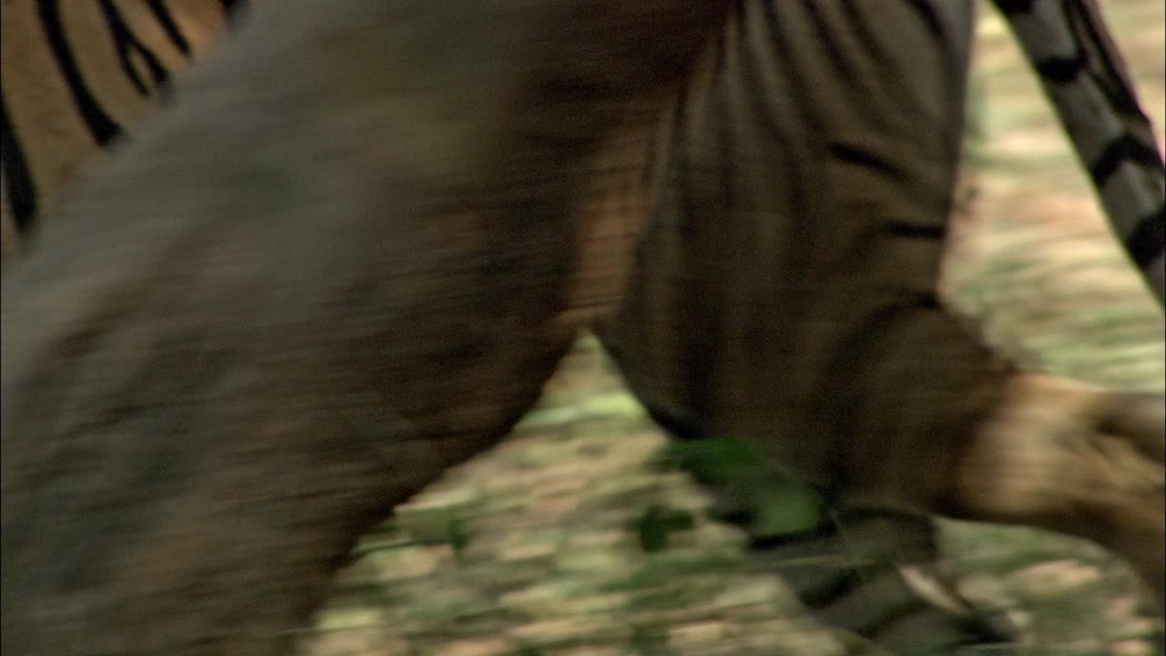 一只成年雌性老虎在树后行走-中景视频素材
