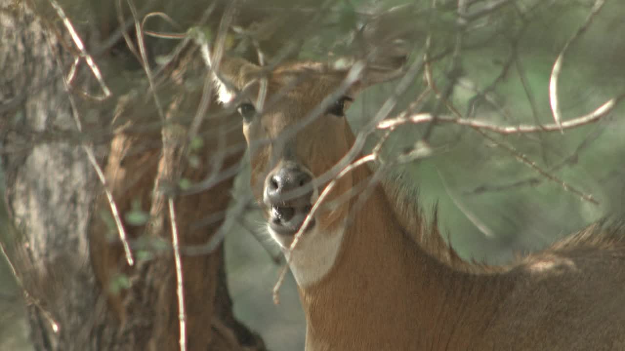 一只nilgai鹿看着相机-中等镜头视频素材