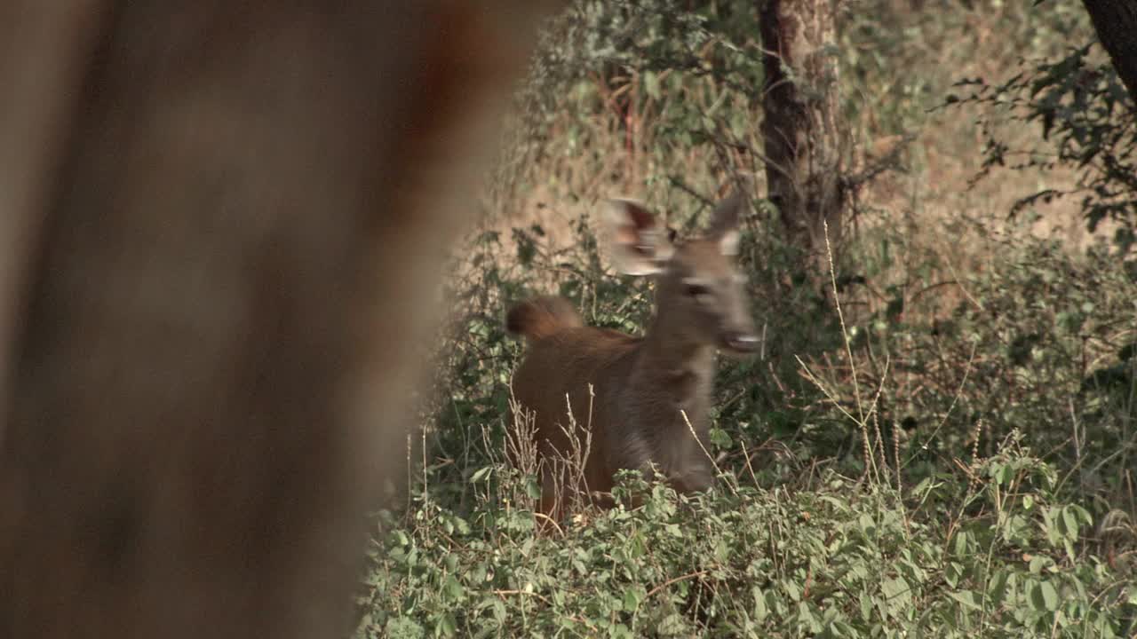 一头野鹿在开阔的森林里行走-长枪视频素材