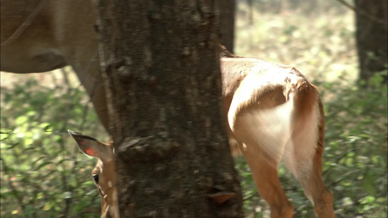 一只小nilgai幼崽和它的家人在开阔的森林里吃草-远景视频素材