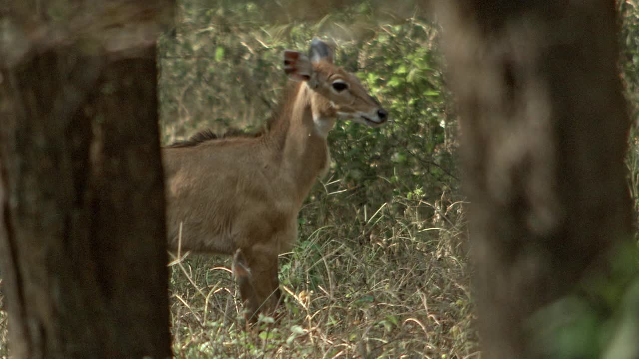 一只nilgai幼崽小心翼翼地走在开阔的森林里-远景视频素材