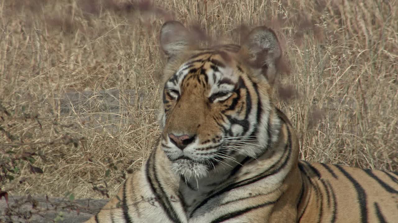 一只母老虎独自坐在山上的岩石上放松-中景视频素材