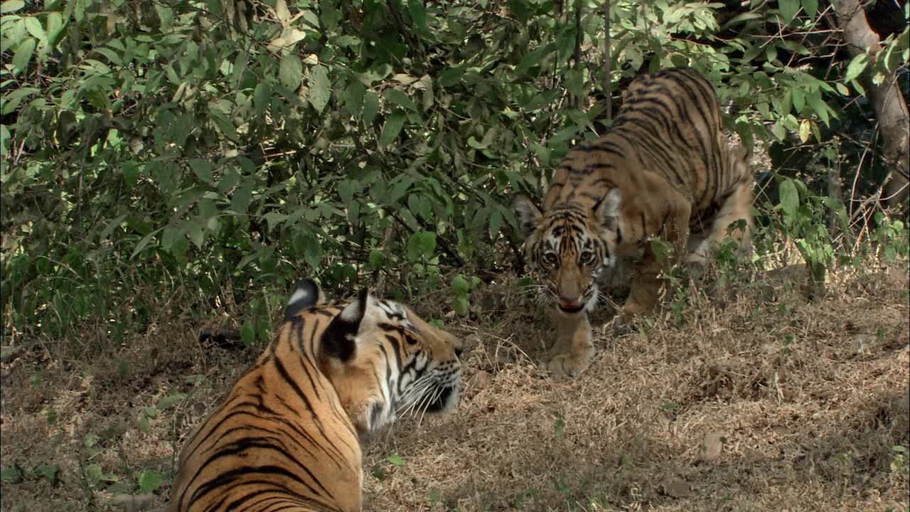 一只小老虎正在接近它的妈妈，然后又离开了视频素材