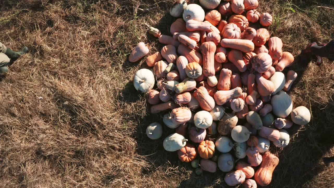 农场工人收割南瓜并将它们分类堆放在一堆上的无人机视图视频下载