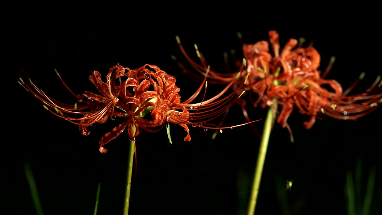 石蒜、红蜘蛛花、红魔花、春分花或花花的特写视频素材