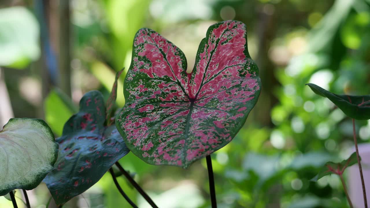 自然美丽的彩色bon树与五颜六色的图案。视频下载