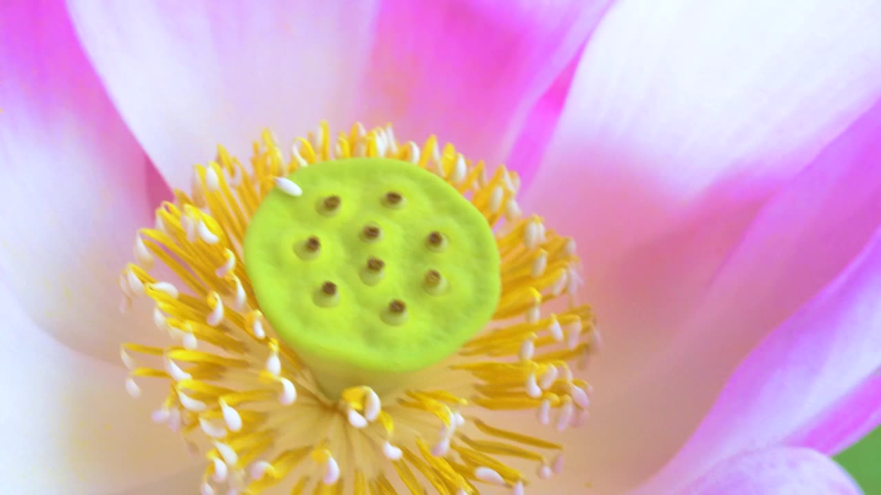 粉红色的荷花和黄色的花粉在绿色的荷叶，特写的观点视频下载
