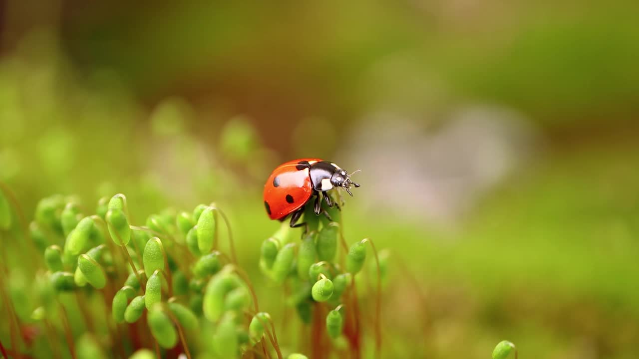 森林绿草中瓢虫的特写镜头视频素材