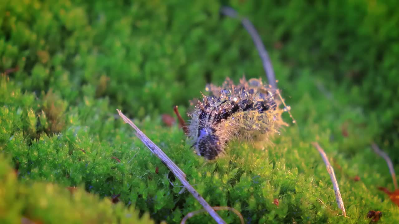 小玳瑁壳状的毛虫。荨麻疹毛虫在夕阳的光线中爬行。视频素材
