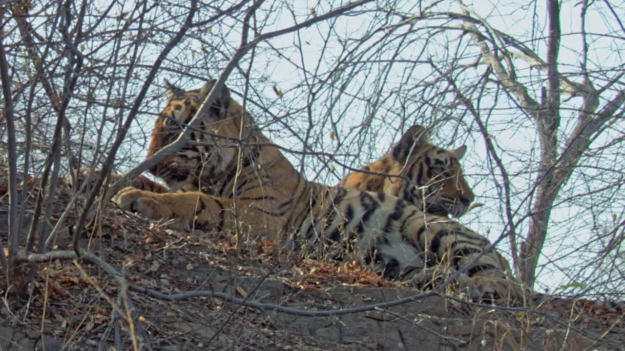 两只年轻的成年老虎坐在干荆棘林的山脊上视频素材